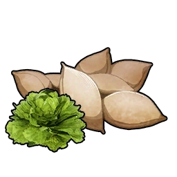 Lettuce Seeds
